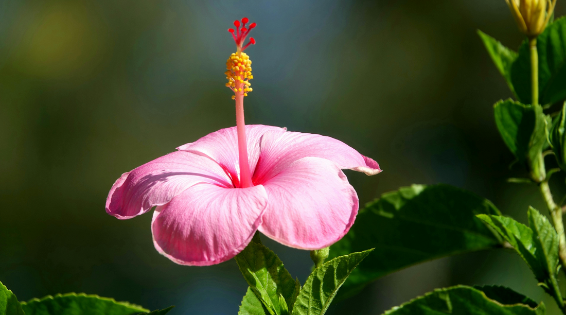 New Surgical Method Shows Promise in Treating Early-Stage Cervical Cancer